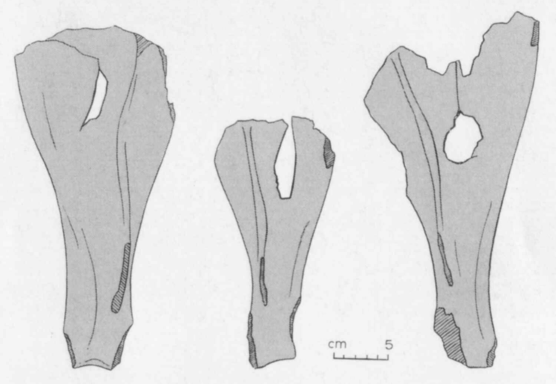 Augusta Raurica - Schulterblätter vom Rind mit einem Loch in der Mitte, vielleicht von einem Fleischhacken - Bild Augusta Raurica