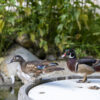 Augusta Raurica Wood Ducks -Foto Susanne Schenker