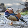 Augusta Raurica-Mandarin Duck-Foto Susanne Schenker