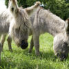 Augusta Raurica Sardinian Dwarf Donkeys-Foto Susanne Schenker
