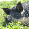 Augusta Raurica Tierpark Schlafendes Wollschwein k Foto Susanne Schenker