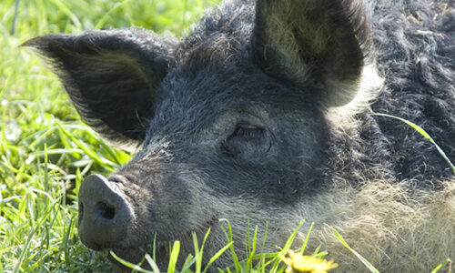 Augusta Raurica Tierpark Schlafendes Wollschwein