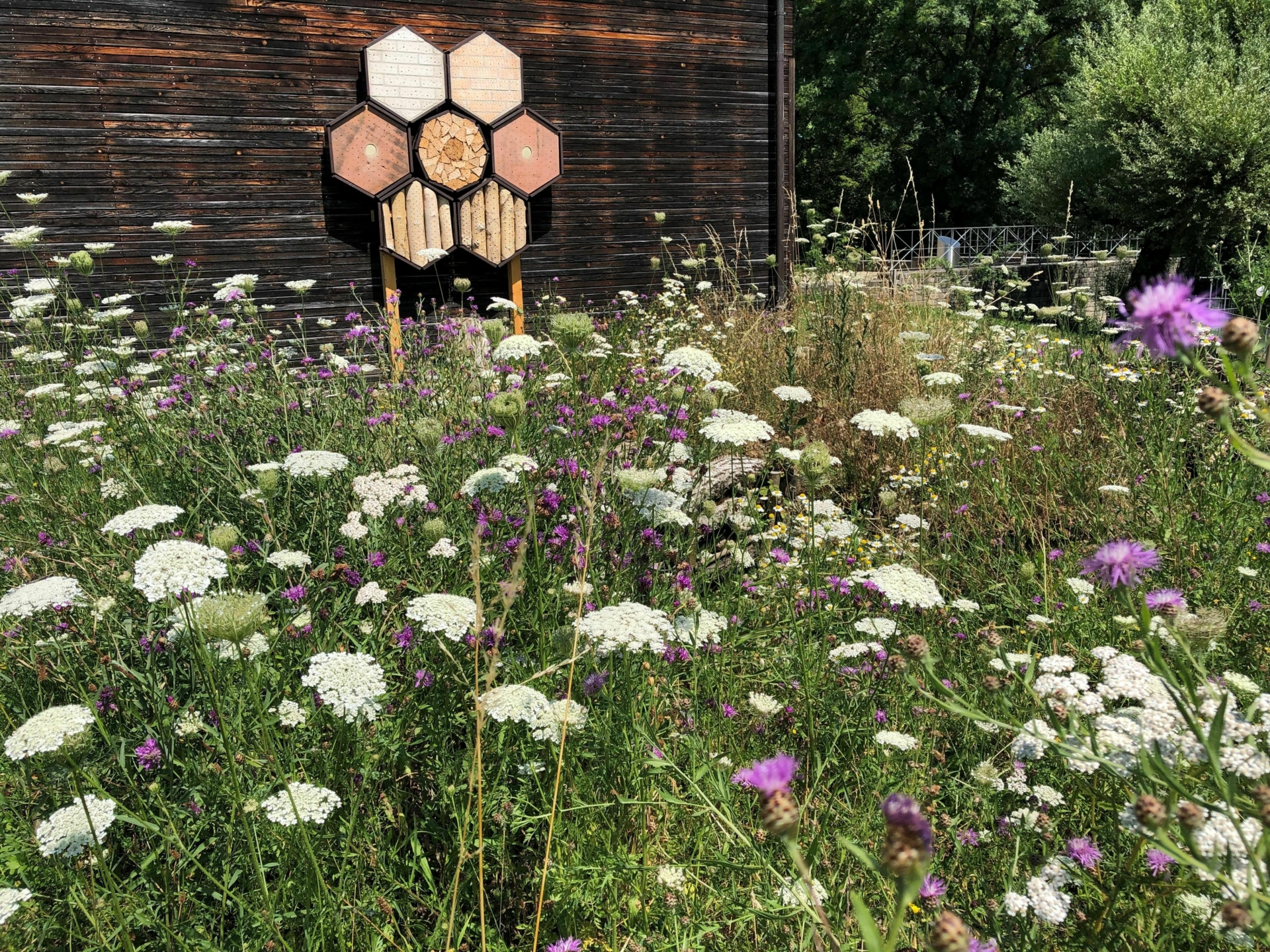 Bienenhotel und Blumenwiese im Tierpark
