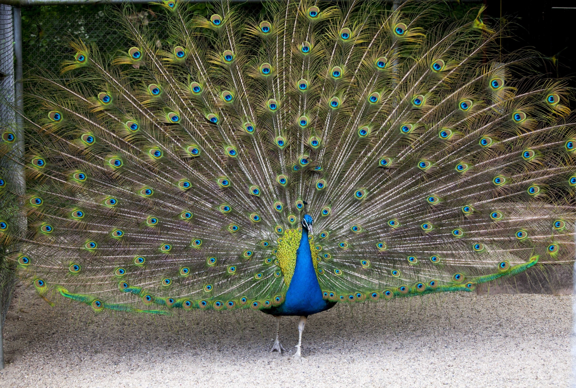 Augusta Raurica Indian Peacock-Foto Susanne Schenker