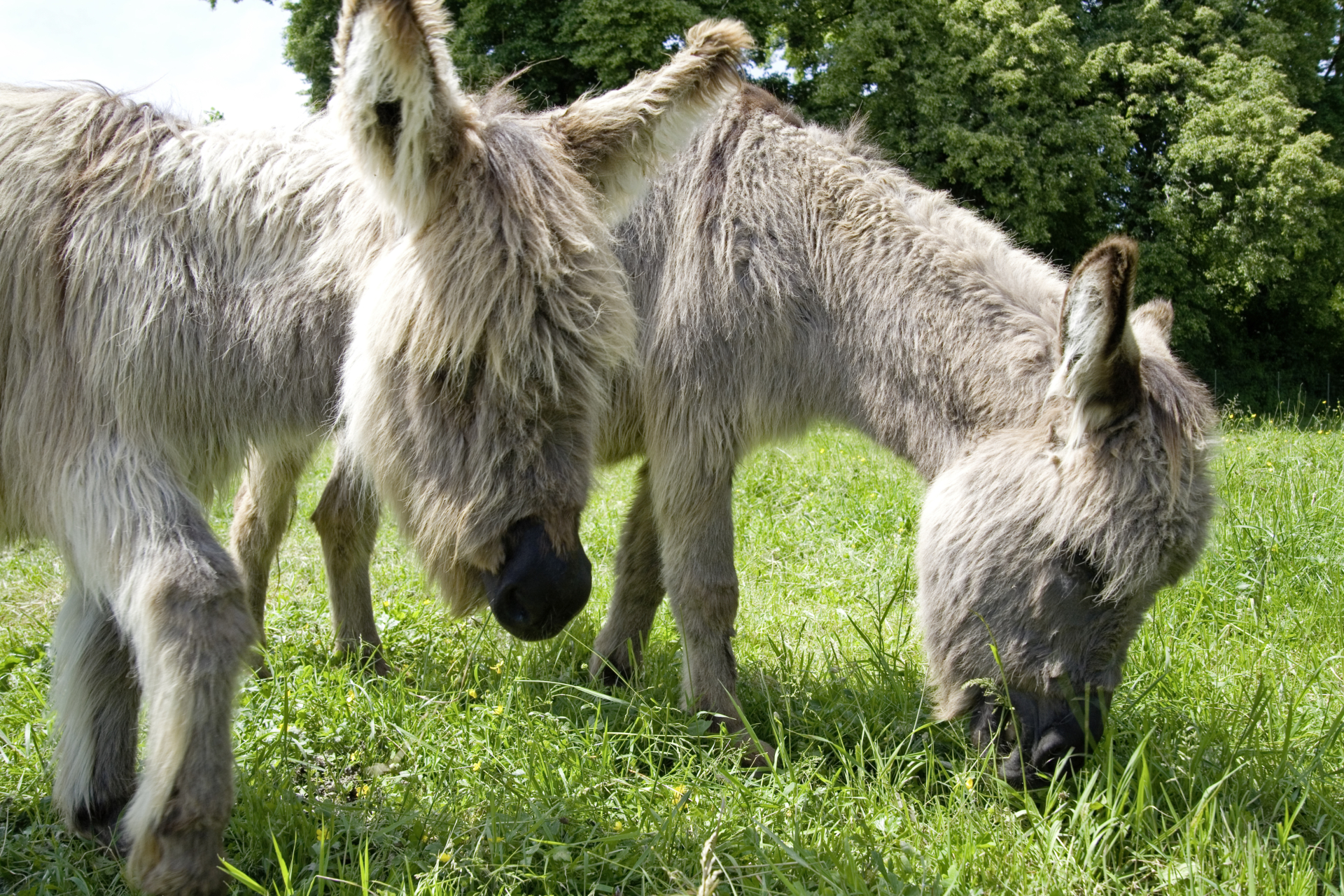 Augusta Raurica Sardinian Dwarf Donkeys-Foto Susanne Schenker