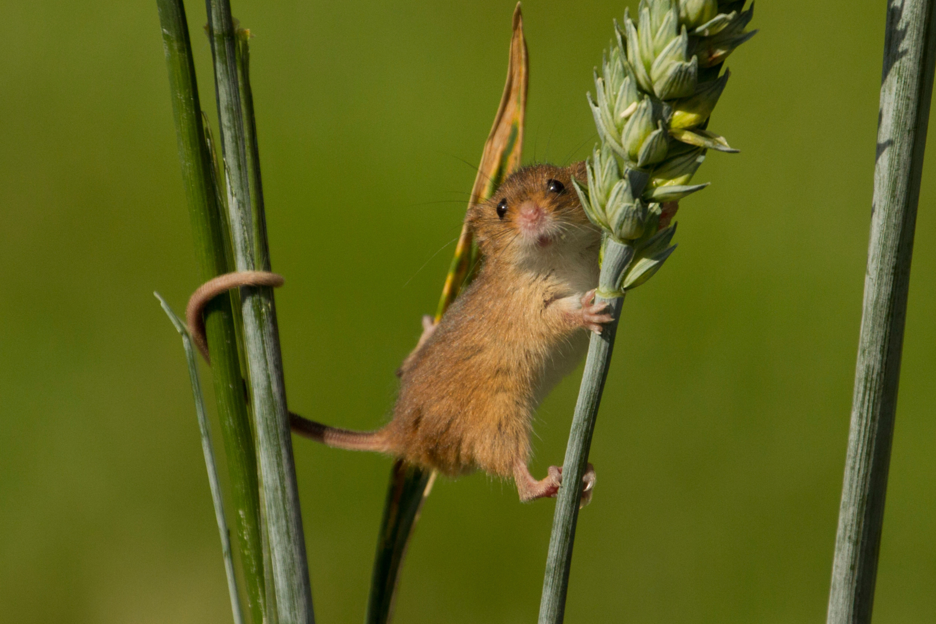 Eurasian harvest mouse-Foto alamy