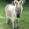 Augusta Raurica Tierpark Sardischer Esel Foto Susanne Schenker