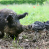 Tierparkführung: Zu Besuch bei Wollschwein und Auerhuhn